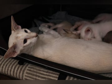 Oriental Adore Cattery