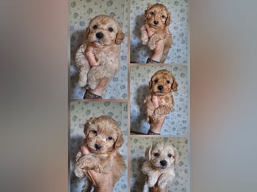 Maltipoo · Arboga · Kerata