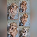 Maltipoo