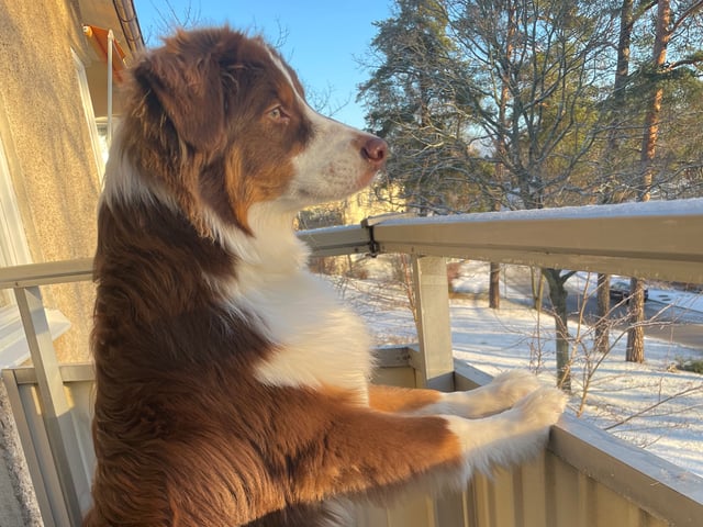 Australian shepherd