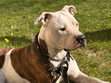 American bully · Gävle · Evelina B.