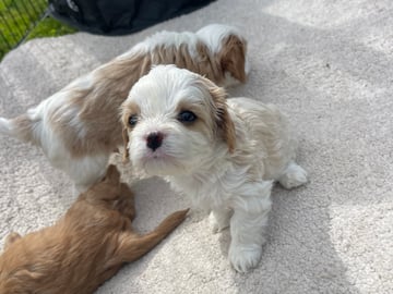 Cavalier king Charles spaniel/maltes · Kristinehamn · Anneli G.