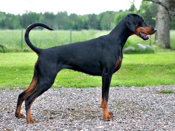 Swedish Pride