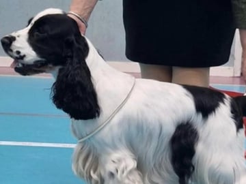 Passion Spaniels