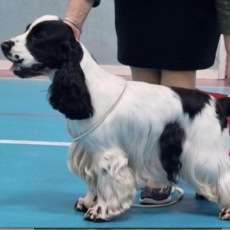 Passion Spaniels