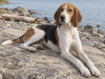 American Foxhound