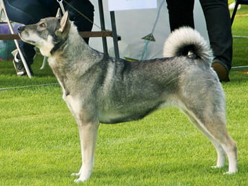 Jämthund