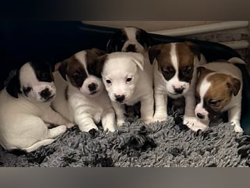 Limelight Kennels