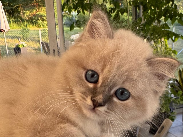 Kattunge: Hane 1