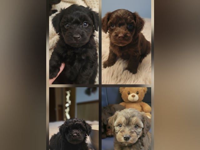 Maltipoo