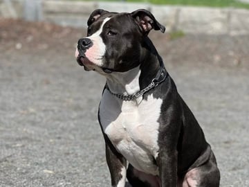 Patrick Nielsen Amstaff