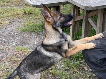 Schæferhund · Ytterby · Kennel Sydgården och Noordhgårdens Kennel
