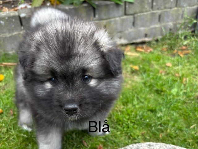 Keeshond