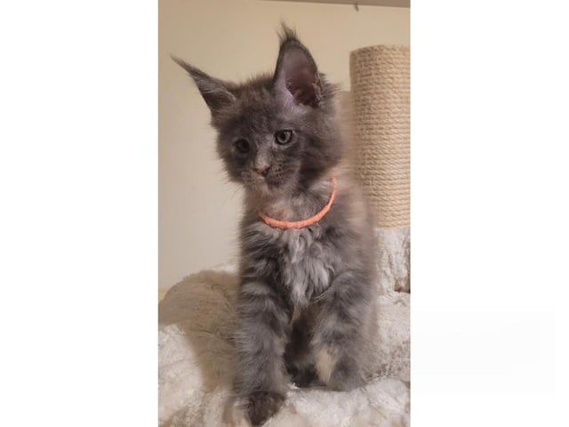 Maine Coon