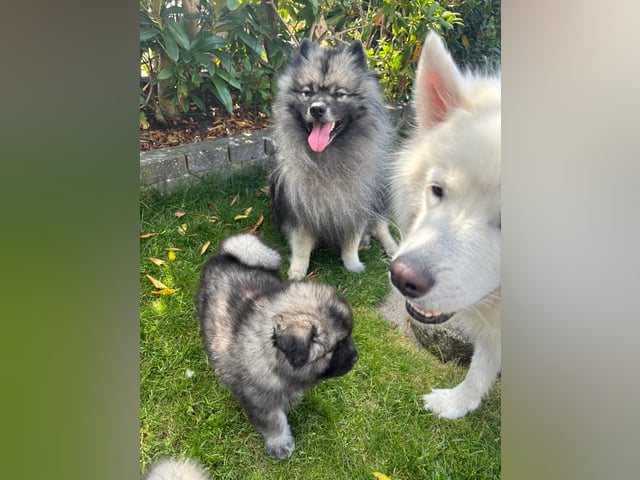 Keeshond