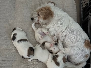 Jack russell terrier · Linghem · Birgitta H.