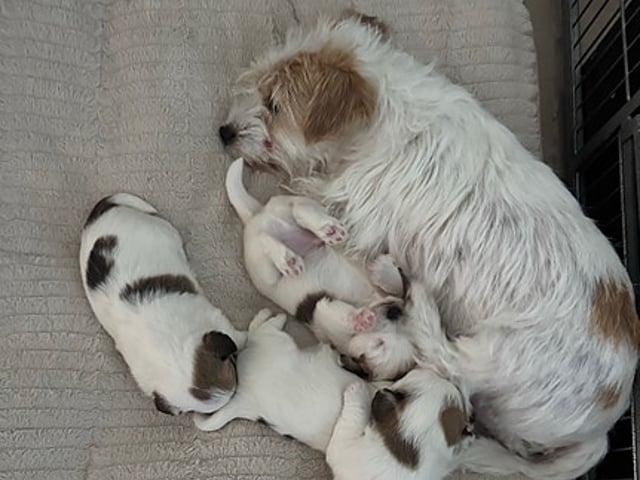 Jack Russel valpar på Kennel Pain-Riche’s