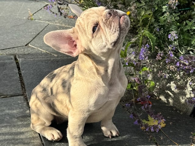 Fransk bulldog