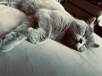 Crazy catlady