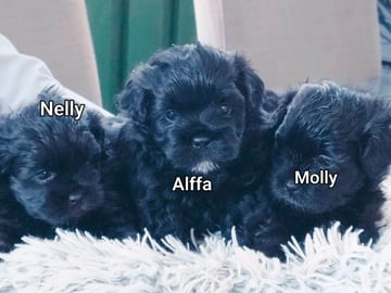 Shihpoo · Norrköping · Tanja G.