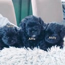Shihpoo