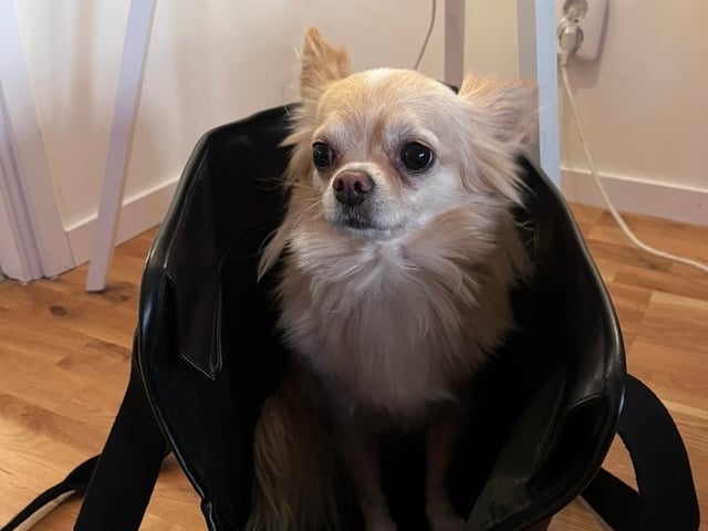Chihuahua