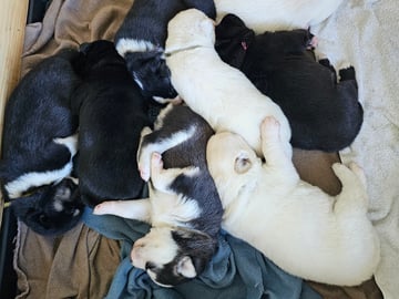 Bjerkehagen Husky