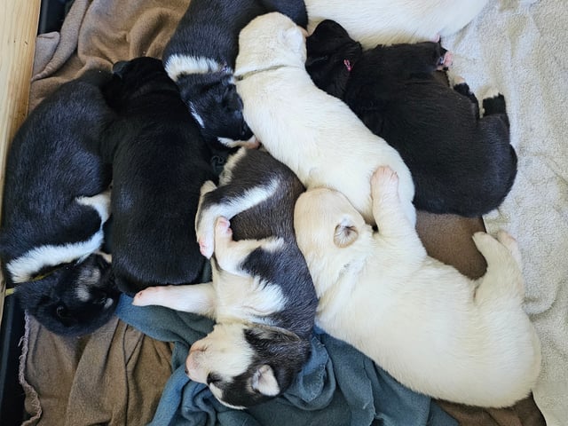 Siberian Husky/Alaska Husky · Kolbu · Bjerkehagen Husky