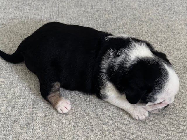 Mops
