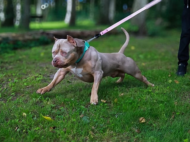 American bully valpar
