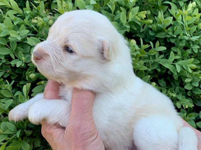 Finsk lapphund