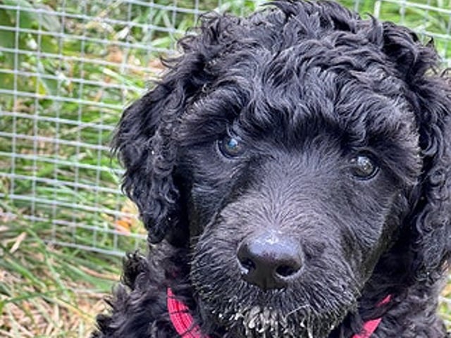Standard Poodle · Svinndal · Ewa Szczepanska