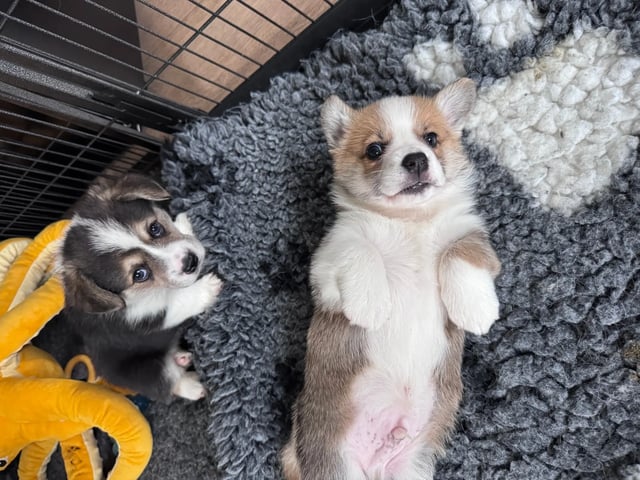 Welsh corgi pembroke