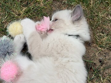 Ragdoll · Vallentuna · Anderwels