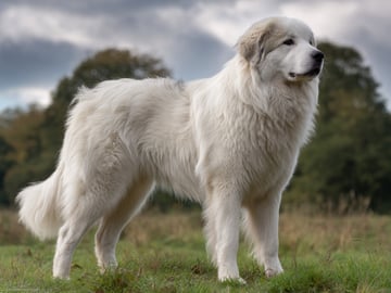 Pyrenéerhund