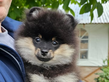 Pomeranian · Enköping · Pomsik Rakaaig