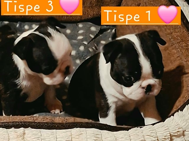 Boston Terrier valper selges 🥰