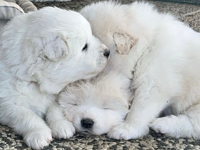 Samojedhund