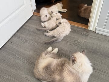 Ragdoll · Vallentuna · Anderwels