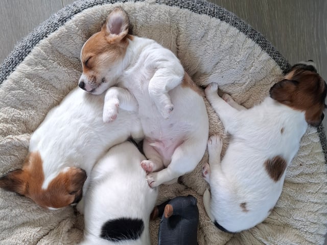 Jack Russell terrier