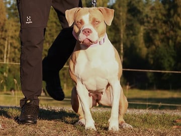American bully · Lidköping · Angelina R.
