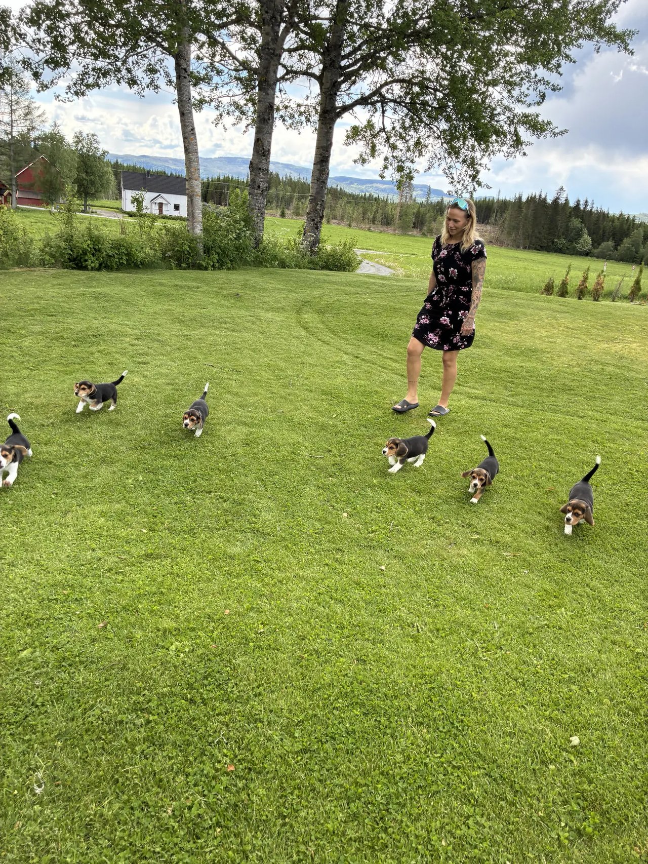 Utseende og pels