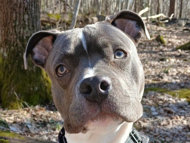 American staffordshire terrier