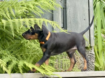 WestChester Kennel