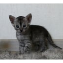 Egyptisk Mau