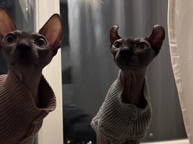 Sphynx