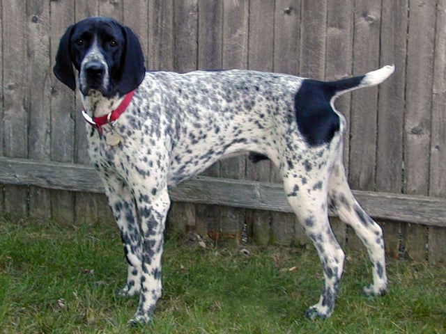 Auvergne Pointer (Braque d'Auvergne)