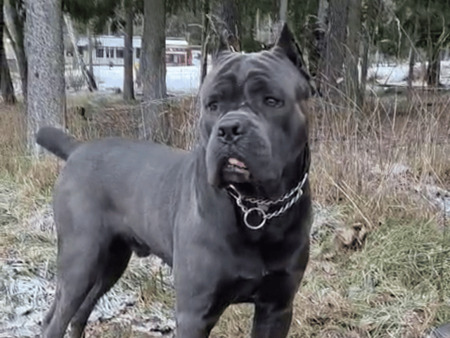 Cane Corso