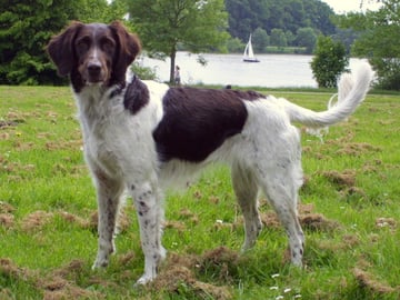 Kleiner münsterländer