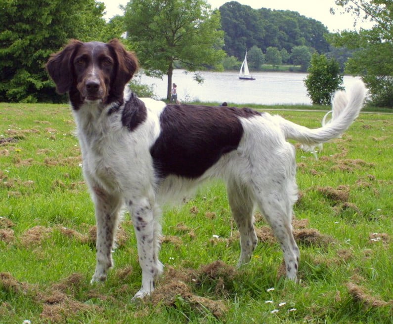 Kleiner münsterländer